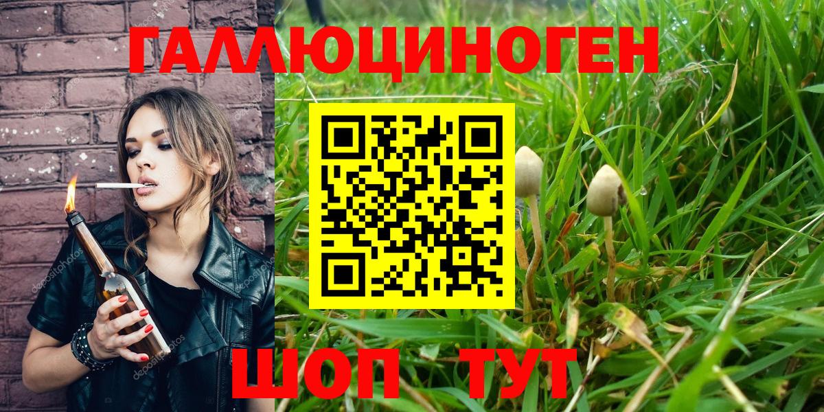 Будённовск  Галлюциногенные грибы Psilocybe  Вход с VPN 